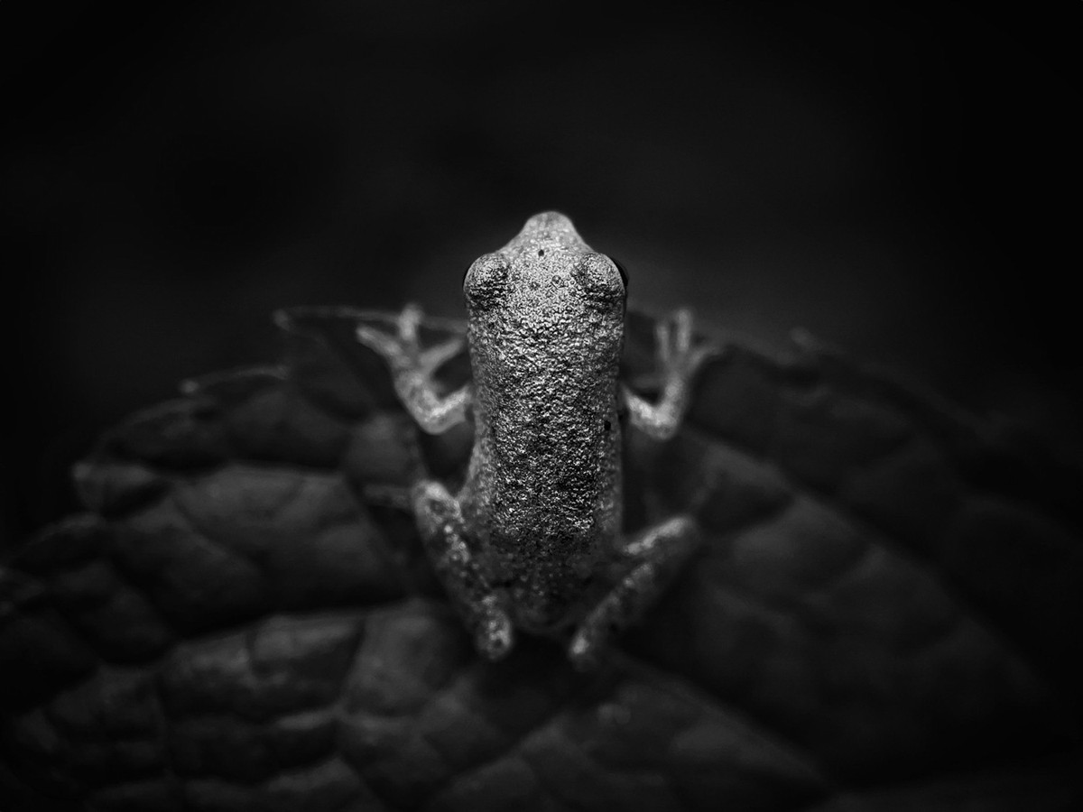 Une grenouille vue d'en haut, capturée avec l'iPhone 12 Pro Max.