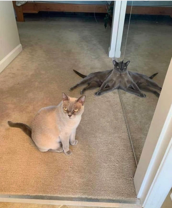 Faildienstag: Katze auf Teppich sieht wegen Spiegel aus wie Oktopus