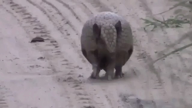 Animiertes GIF