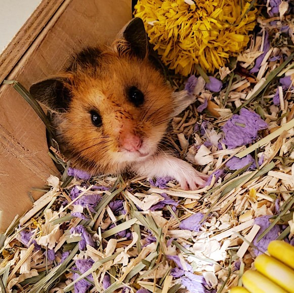 cute news animal tier hamster

https://www.reddit.com/r/hamsters/comments/t9qkwi/that_little_paw/