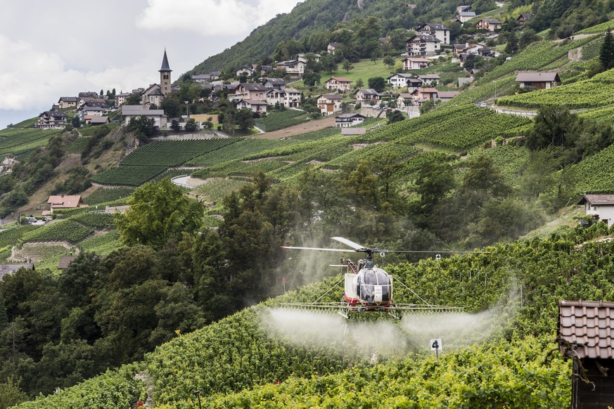 ARCHIVBILD ZUR MK DES INITIATIVKOMITEES &quot;FUER EINE SCHWEIZ OHNE SYNTHETISCHE PESTIZIDE&quot;--- Ein Lama Helikopter der Air Glacier besprueht die Reben gegen Ungeziefer und Pilzbefall, am Donners ...