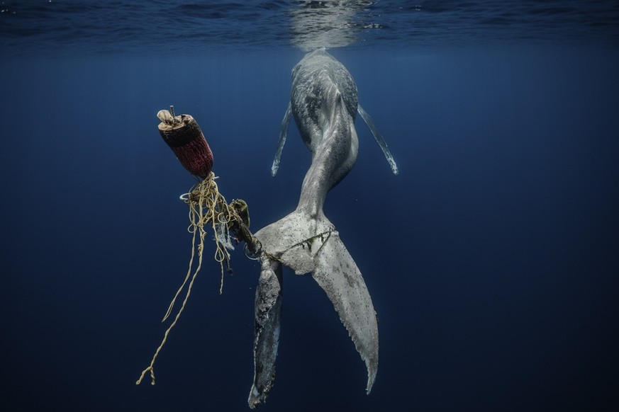 A humpback whale is trapped in a buoy, unable to move and faced with a slow and painful death.  It is a tragic consequence of human selfishness and our inability to understand the impact of our actions and our…
