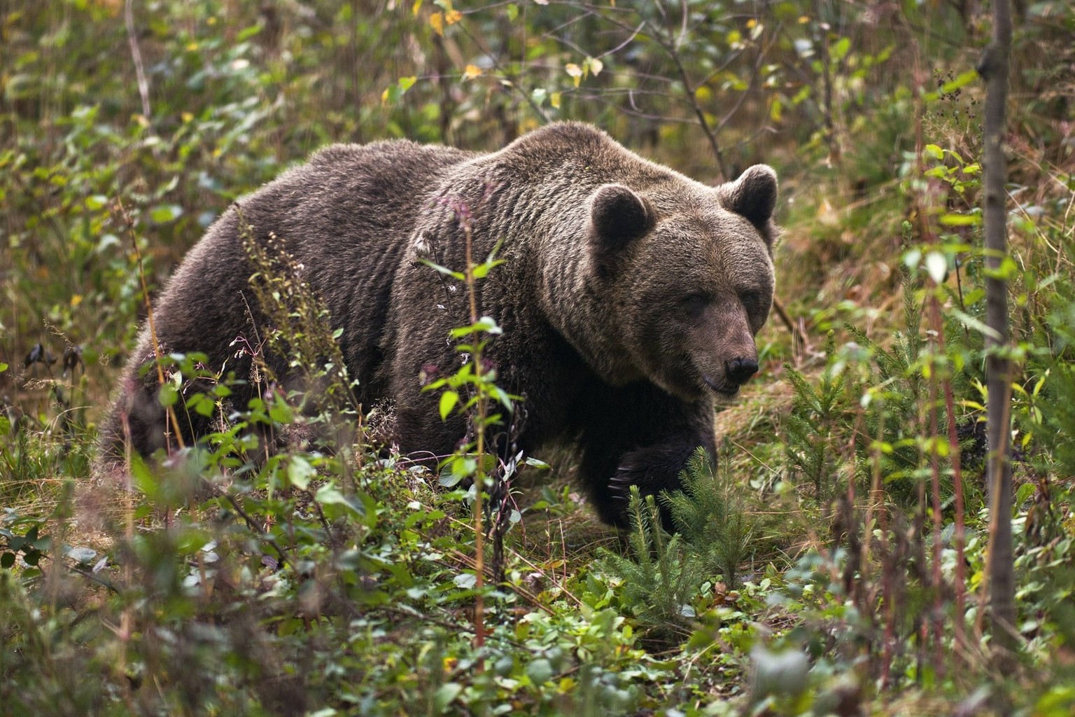 Bildnummer: 54579298 Datum: 17.10.2010 Copyright: imago/imagebroker
Bärin Jurka, Mutter vom Problembär Bruno, Braunbär (Ursus arctos), im Bärenpark bei Schapbach im Schwarzwald, Baden-Württemberg, Deu ...