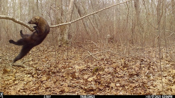 cute news tier wildtierkamera

https://x.com/Trail_Cams/status/1728085664455921719/photo/1