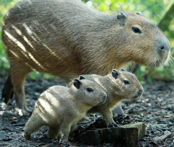 cute news tier capybara

https://imgur.com/t/capybara/DdQTq10