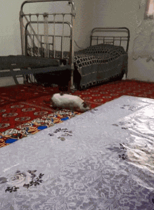 Animiertes GIF