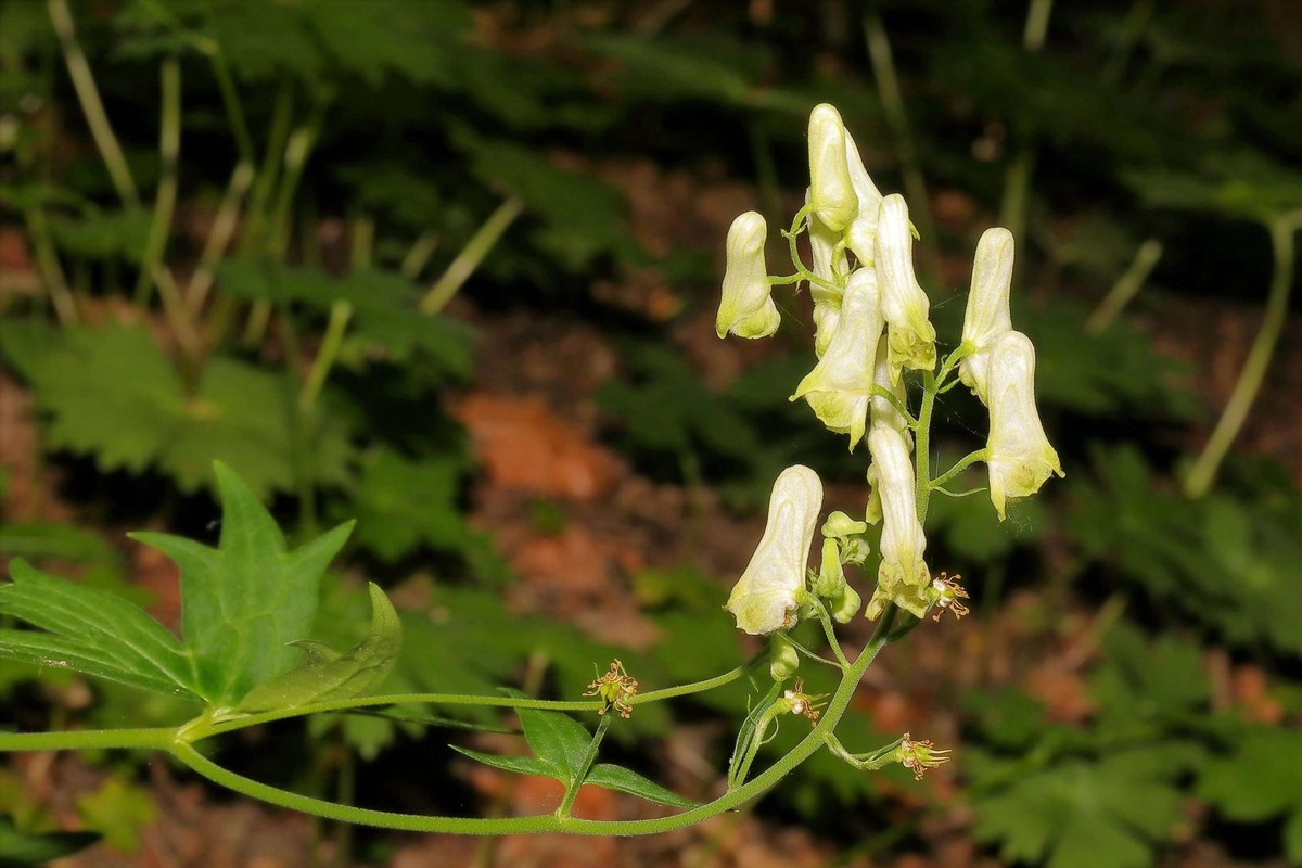 L'Aconit tue-loup et sa floraison caractéristique, s'étendant de juillet à août.