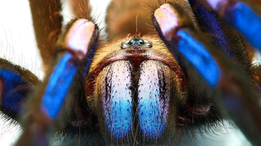 Chilobrachys natanicharum: Die blaue Färbung rührt nicht von Pigmenten her, sondern entsteht durch winzige Härchen.