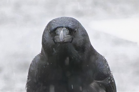 cute news tier vogel

https://www.reddit.com/r/crows/comments/1qogb0z/a_bit_grumpy/