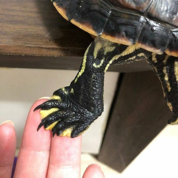 cute news tier schildkröte

https://www.instagram.com/p/Bn-bZITgkPe/