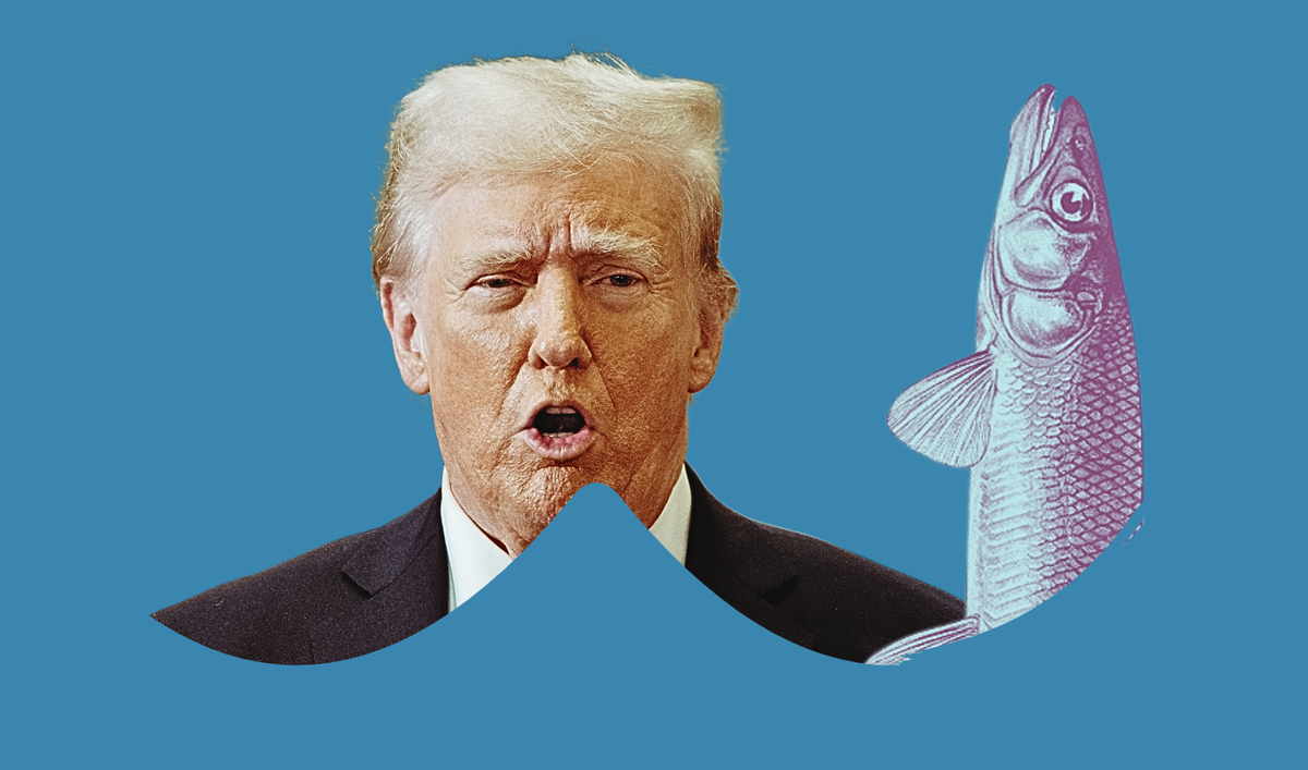 Eperlan du Delta: Trump est en guerre contre un poisson