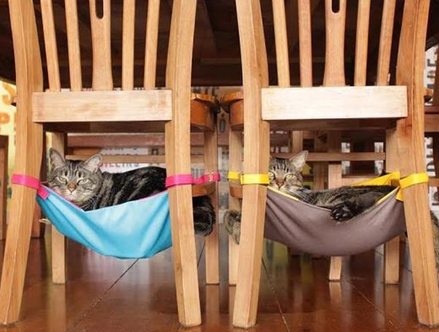 8 erstaunliche Alternativen zu einem Katzenbett