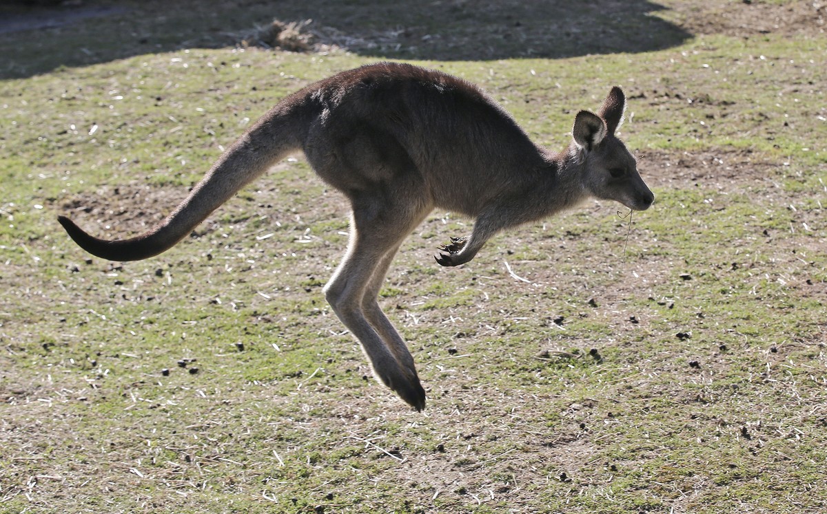 FILE - A grey kangaroo hops along a hill side in the Wombeyan Karst Conservation Reserve near Taralga, 120km (74 miles) south west of Sydney, Australia, Aug. 18, 2016. A bill that would ban the sale o ...