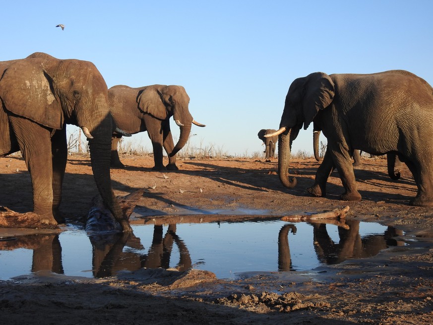 Ein Elefant trinkt fast 200 Liter pro Tag – da reicht ein kleiner Tümpel nicht.