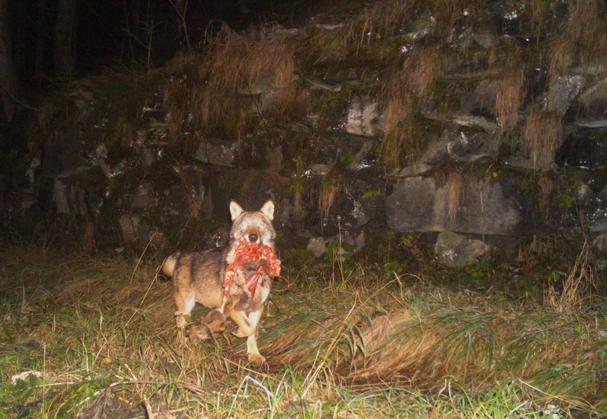 M92, das Leittier des Beverinrudels, mit Beute. Aufnahme einer Fotofalle, 2019. Beverin Wolf