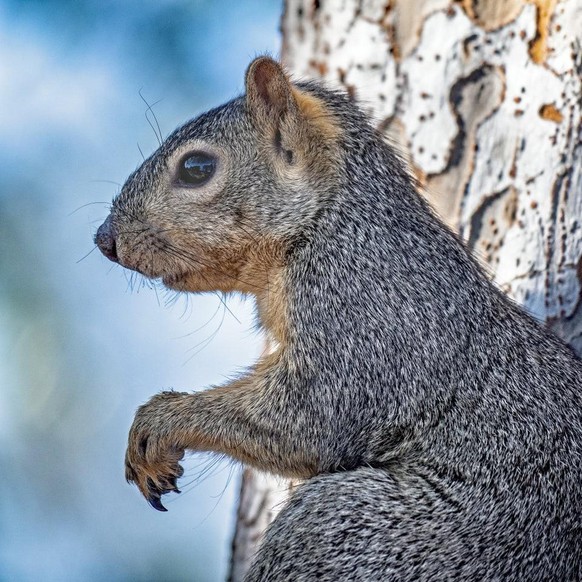 squirrel eichhörnchen tier animal cute news

https://www.reddit.com/r/squirrels/comments/r5pjh8/sit/