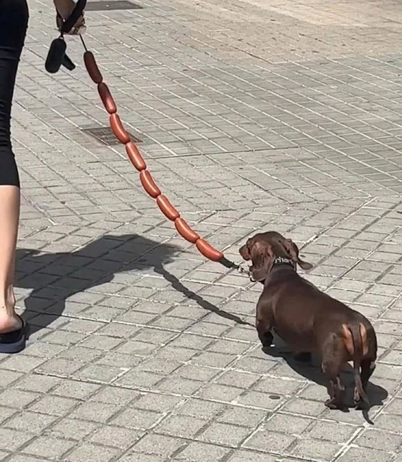 cute news tier hund

https://ch.pinterest.com/pin/72057662783527813/