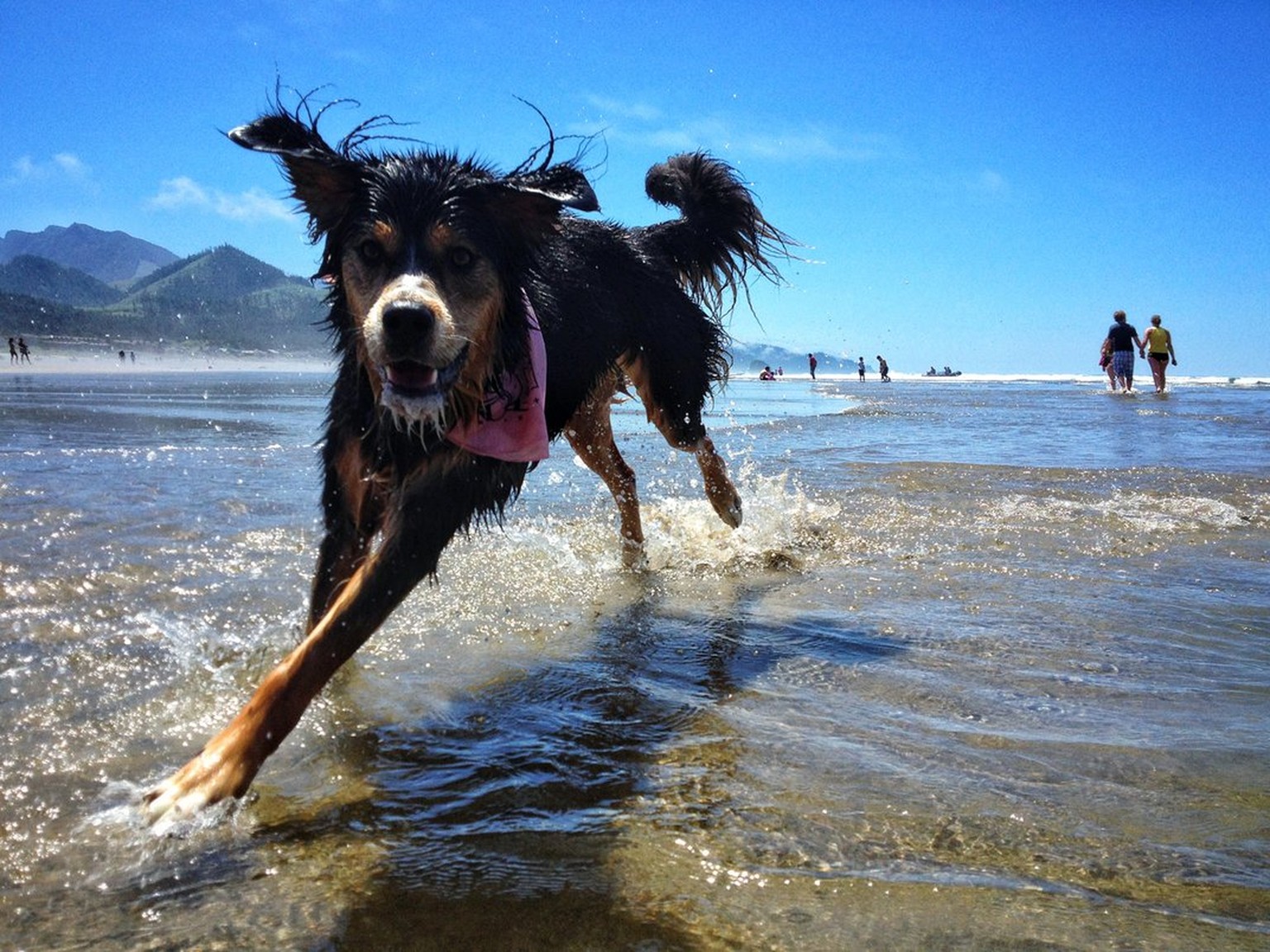 «Ich habe mein Leben und mein Telefon riskiert, um dieses Bild zu machen», schreibt der Fotograf. Der Schnappschuss von Leeloo ist am 1. Juni 2013 mit einem iPhone 4S am Strand von Cannon Beach, einem ...