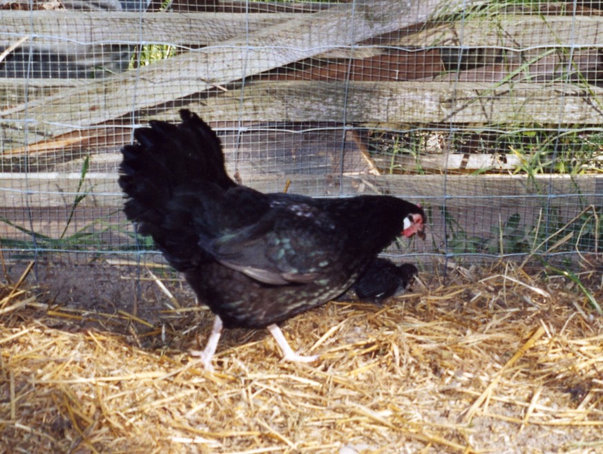 Ein «Poule d'Alsace»: Hühner dieser Rasse werden in Colmar in Privathaushalten als Müllschlucker eingesetzt.