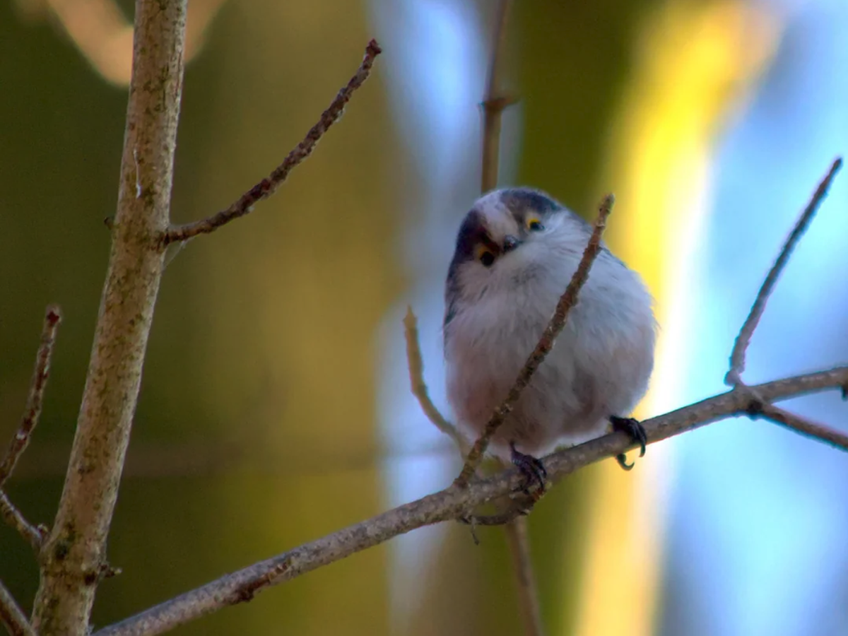 Flauschball oder Schwanzmeise auf Ast. Vogel auf Ast.

https://www.reddit.com/media?url=https%3A%2F%2Fpreview.redd.it%2Fniedlicher-flauschball-schwanzmeise-v0-lcbq4wz5qgeg1.jpg%3Fwidth%3D1080%26crop%3 ...