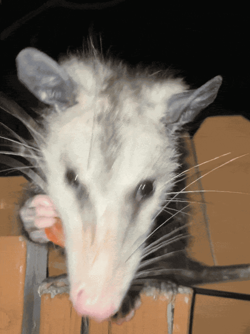 Animiertes GIF