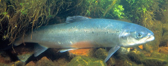 Kommt vereinzelt zum Laichen zurück: Der Atlantische Lachs&nbsp;