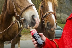 Die Pferde Creola und Beauty von den Roten Schwyzern bekommen 2011 eine (Schweizer) Cola nach dem Ritt von Sattel Dorf zur Morgarten Schlacht Kapelle.&nbsp;