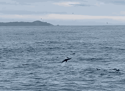 Animiertes GIF
