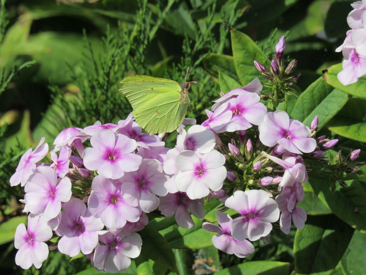 phlox rampant