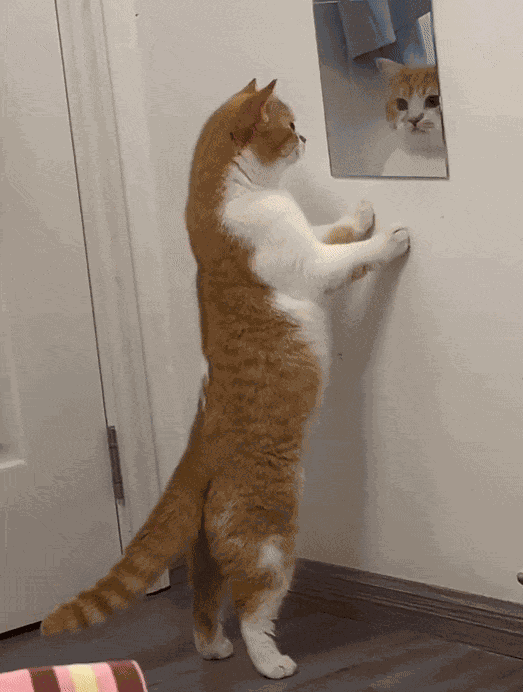 Animiertes GIF