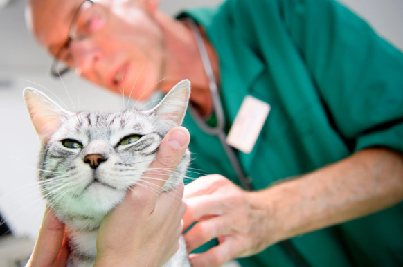 Tierärztinnen und Tierärzte wollen alle Katzen chippen lassen - und halterlose Tiere ohne Chip kastrieren.
