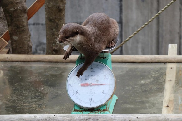 cute news animal otter https://www.reddit.com/r/Otters/comments/11xpdm3/healthy_small_clawed_otters_weigh_between_24_kg/