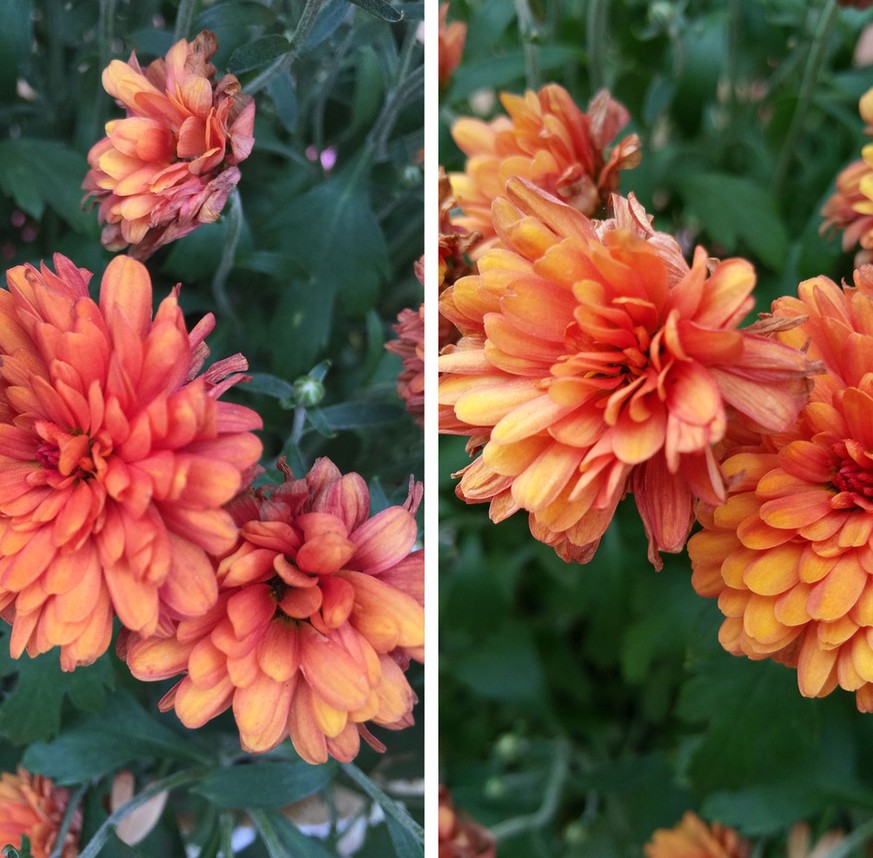Apples iPhone 6 Plus gegen Samsungs Galaxy Note 4: Welches Handy schiesst die besseren Fotos? Mach den Blindtest