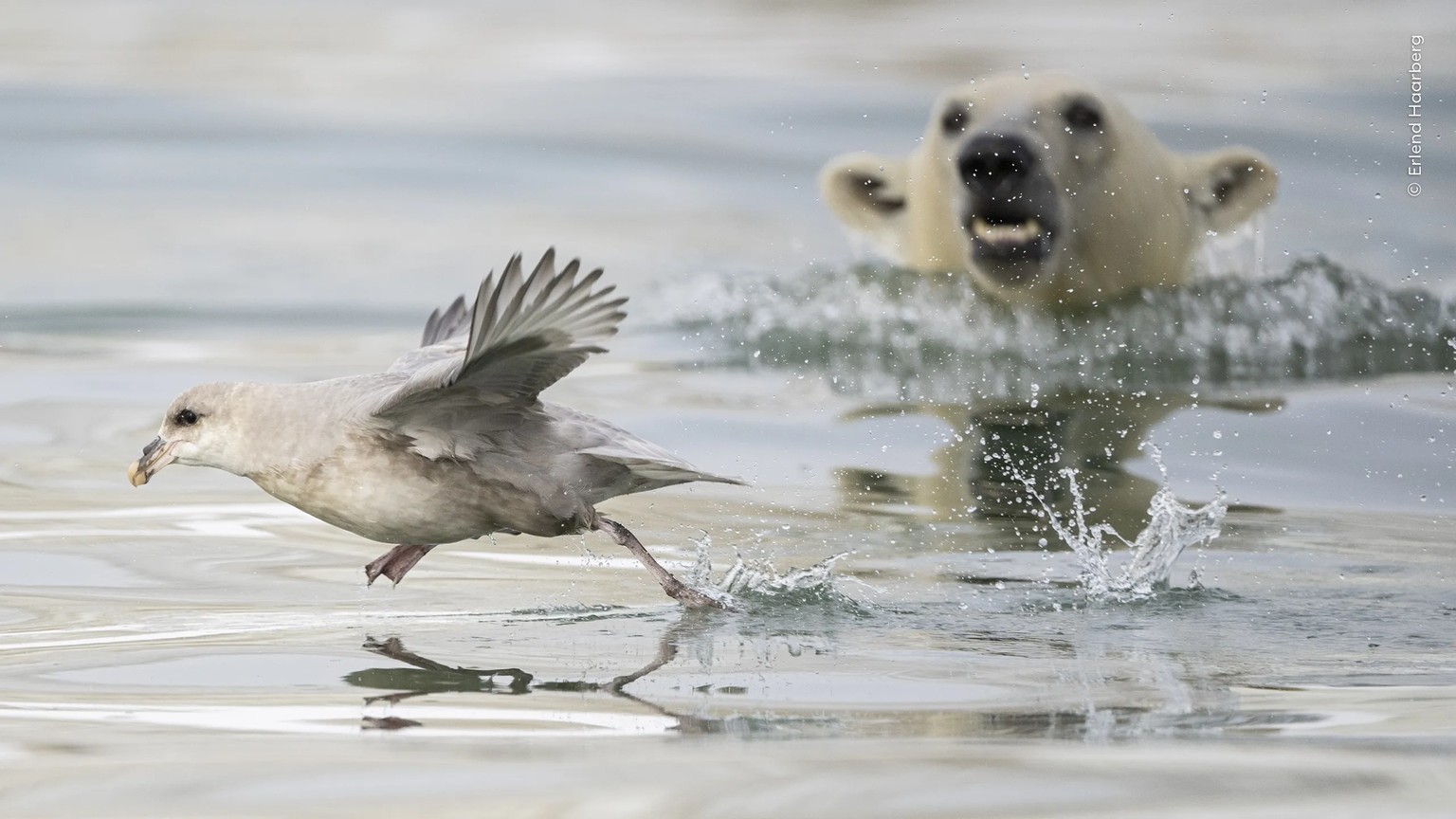 Sneak Attack. 

A polar bear cub attempts an underwater surprise attack on a northern fulmar.

In the Norwegian archipelago of Svalbard, a walrus carcass had attracted a female polar bear and her two  ...