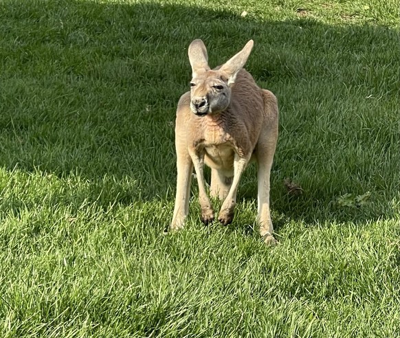 cute news animal tier kängaru

https://imgur.com/t/animals/rXugzj7