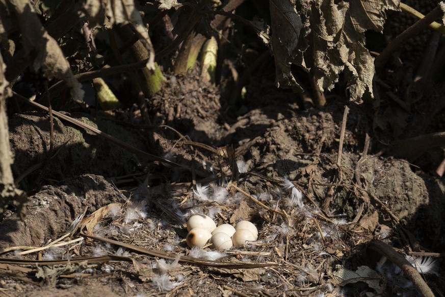 epa11129819 Some duck eggs lay amid burned vegetation at the Vina del Mar Botanical Garden after a fire destroyed the garden in Vina del Mar, Chile, on February 5, 2024.  A fire destroyed the botanical garden...