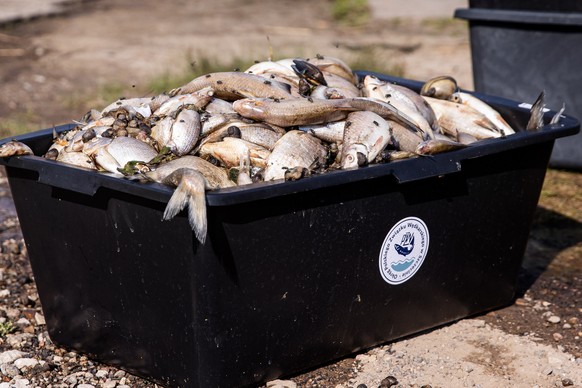 epaselect epa10125461 Action to fish out dead fish from the Oder River in Szczecin&#039;s Zydowce district, western Poland, 17 August 2022. Some 100 tonnes of dead fish were removed from the Oder rive ...