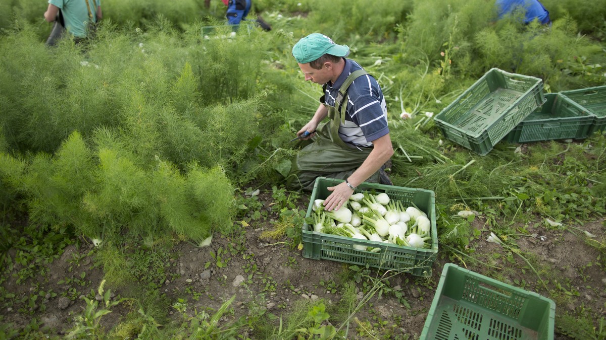 Swiss farmers and business groups split over pension reform