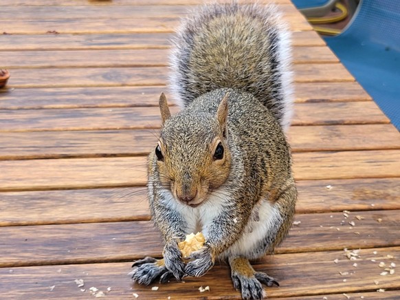 cute news eichhörnchen squirrel

https://www.reddit.com/r/squirrels/comments/x1lgpn/rocket_enjoying_food_at_the_dining_table/