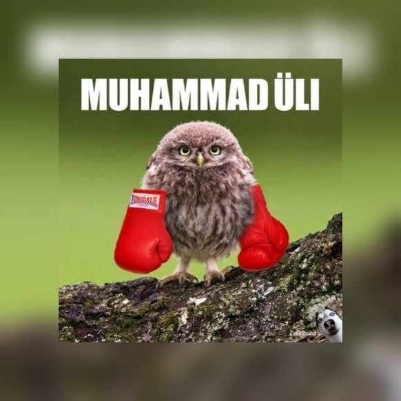 Sag alle deine Termine ab! So viele Tierbilder gab&#039;s noch nie
Muhammad Üli findet: zu wenig Meeren. Aber der Rest ist toll 😊 (Ausser die Eier-Sache über die ich nicht reden will)