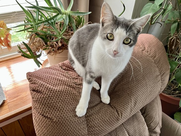 cute news tier katze

https://imgur.com/gallery/good-morning-aubrey-sugar-39yNnD8#/t/aww