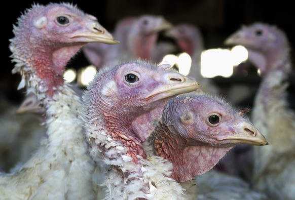 FILE - This November 2, 2005 file photo shows turkeys on a turkey farm near Sauk Center, Minn.  Bird flu has returned to the Midwest sooner than authorities expected after several months of lull, the…