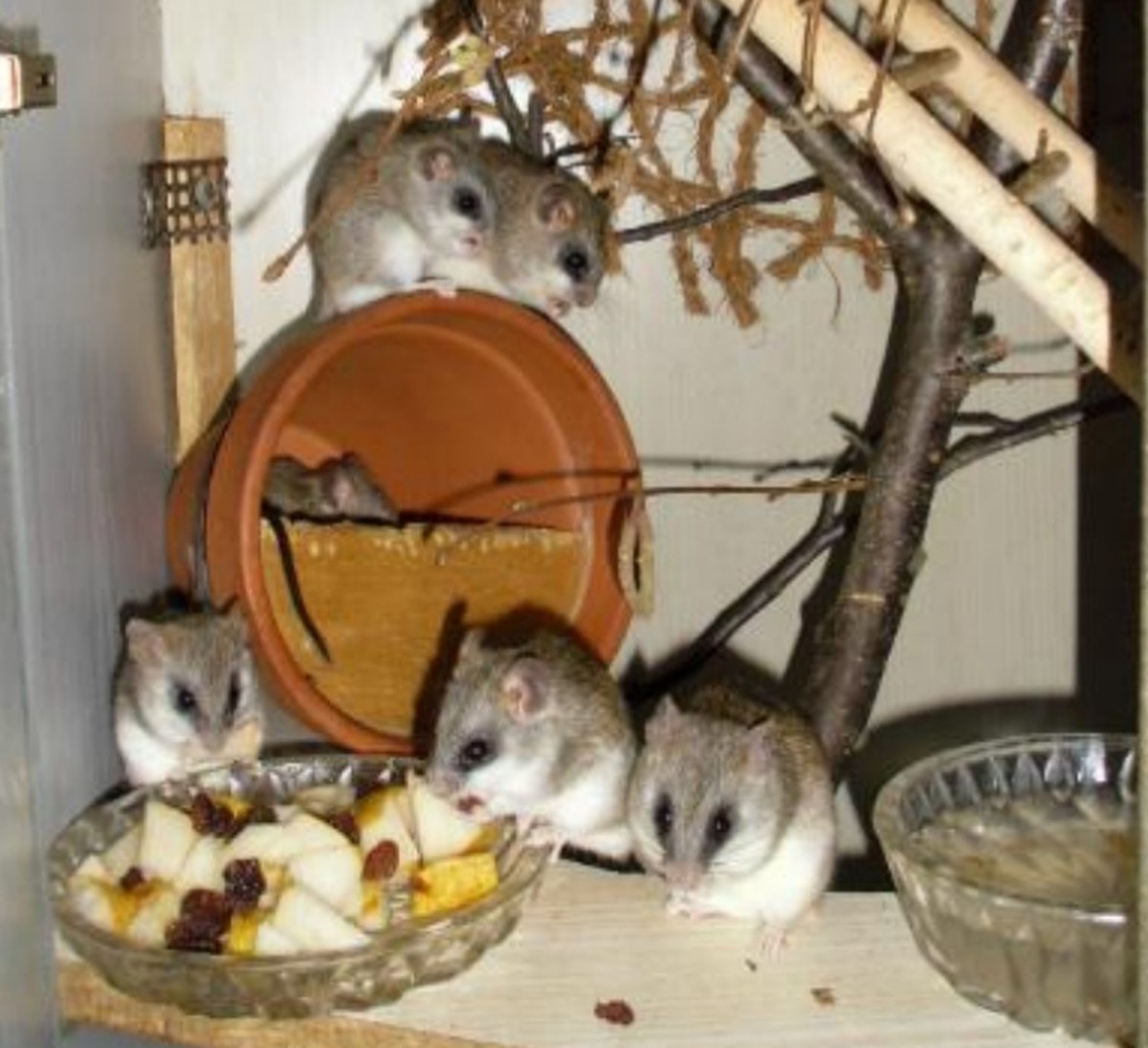 Wie versprochen: Die lustigen Tierbilder in der XXL-Variante
Lieber Pascal
Mir fehlen immer noch die Ratten. Da gibt es auch exotische. Hier zum Beispiel die Akazienratte