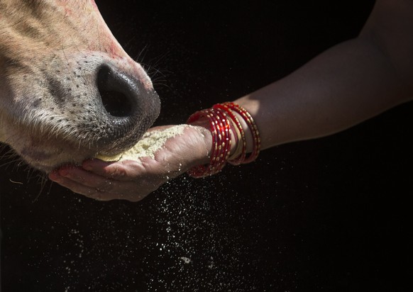 epa06274980 A Nepalese devotee offers food to a cow during the &#039;Gai Puja&#039;, also known as Cow Worship Day, as part of the Tihar festival in Kathmandu, Nepal, 19 October 2017. The Tihar Festiv ...