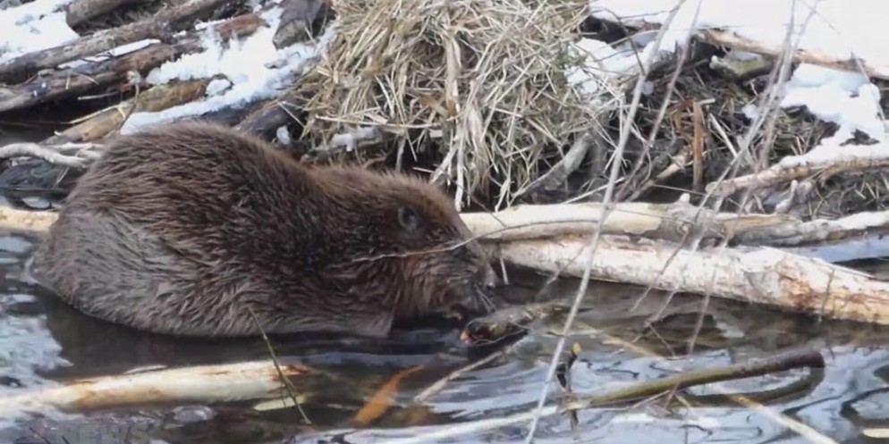 Biber zerstören Welterbe im Inkwilersee. Der Inkwilersee befindet sich auf der Kantonsgrenze zwischen Bern und Solothurn. Bei der grössten Insel hat es im Wasser Überreste von Pfahlbauten und diese ge ...