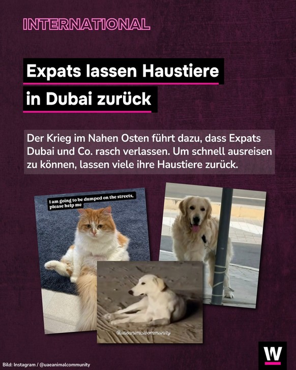 <p>Um schnell ausreisen zu können, lassen viele Expats ihre Haustiere in Dubai zurück.</p>
