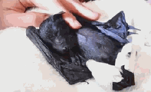 1 RГ¤tsel + 24 Tierbilder, damit der Freitag schneller vorГјbergeht. WER IST DABEI?
Aww рџҐ°