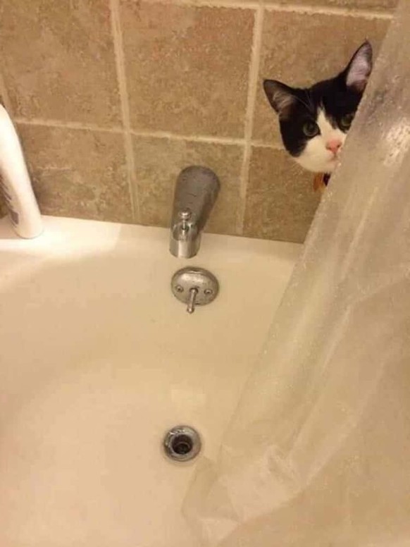 cute news animal cat https://imgur.com/t/aww/t7stBjx
