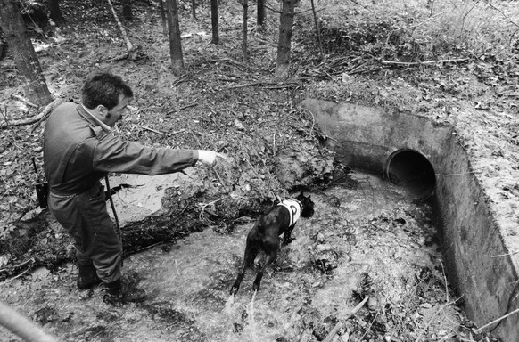 Ein Polizist und ein Spuerhund sind am 6. Mai 1986 bei Wetzikon TG auf der Suche nach der vermissten achtjaehrigen Edith Trittenbass. (KEYSTONE/Str)