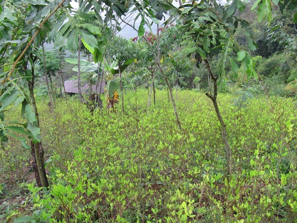 Kakao-Plantage